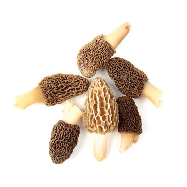 Donuk Morel Mantar
